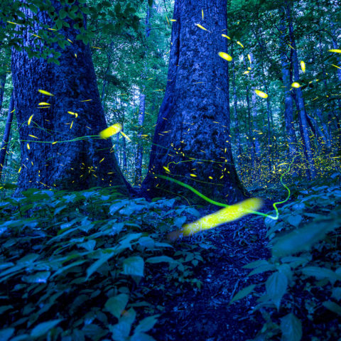 Blue Ghost Fireflies, Categories
